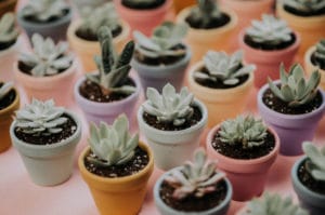 succulents in small pots display