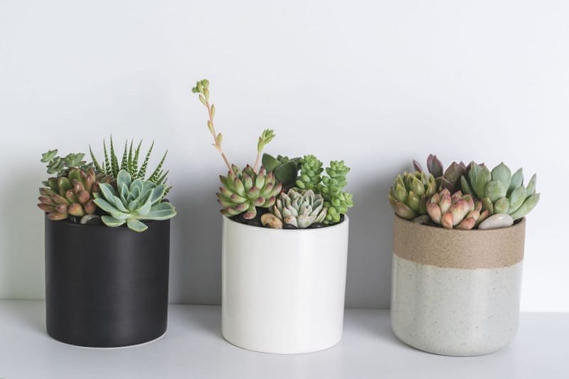 Happy Birthday Succulents: Gift Ideas For Succulent Lovers