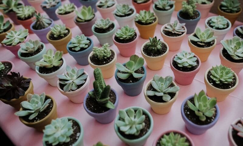 succulent party favors displayed on a table with pink tablecloth