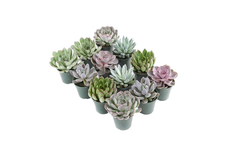 assorted succulent 4 inches party favors from plants by post store