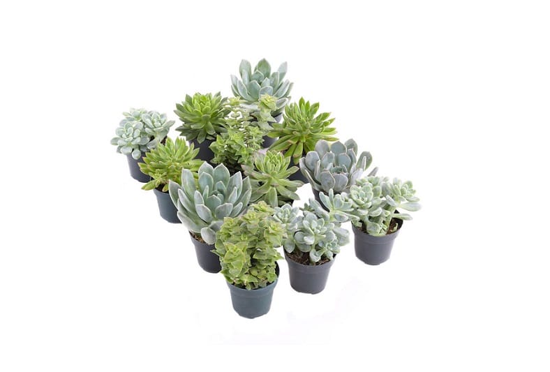 assorted succulent party favors pack from plants by post store