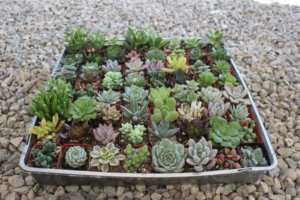 assorted succulent from the succulent source strore