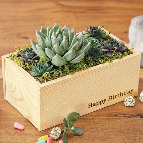 Happy Birthday Succulents: Gift Ideas For Succulent Lovers