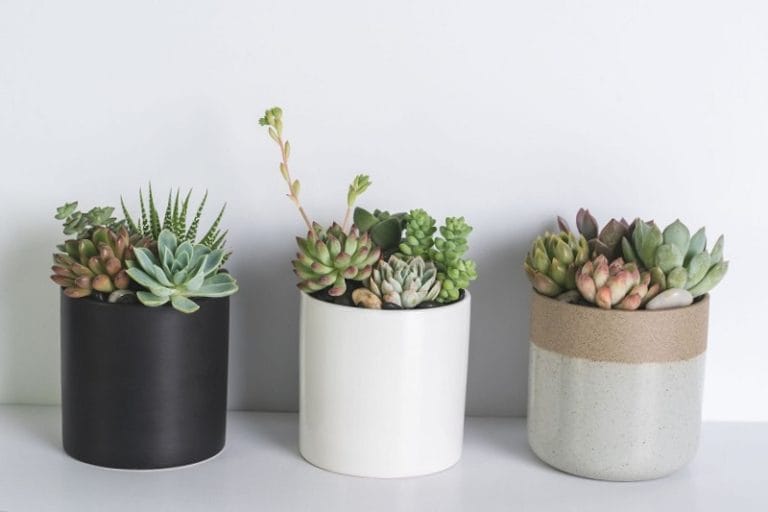 Happy Birthday Succulents: Gift Ideas For Succulent Lovers | Succulent Bar