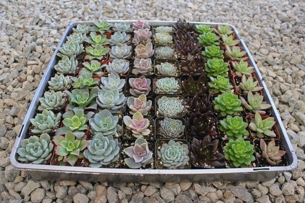 rosette succulents from the succulent source store