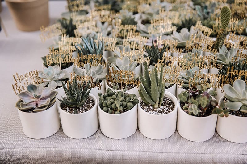 succulent party favors on the table