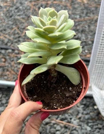 holding a pot with succulent