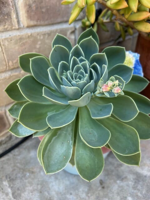large green succulent outgrowing pot in need of replanting and small flower bloom