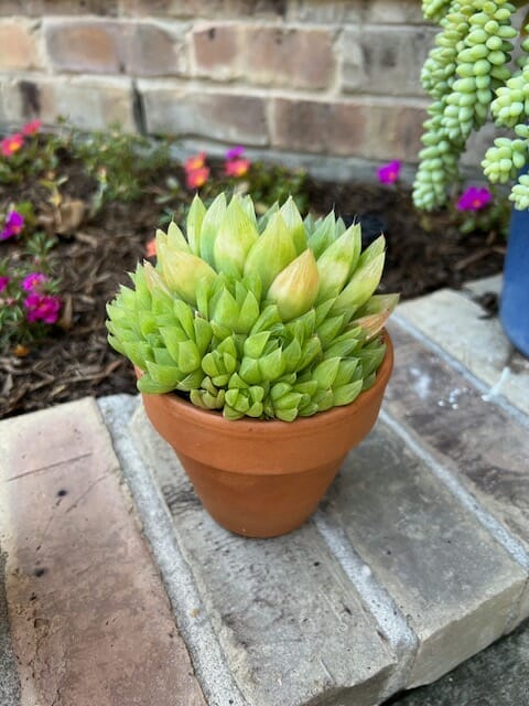 large green succulent in pot needs to be re-potted