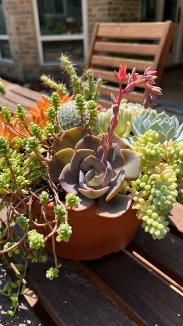 blooming succulent arrangement in pot on table outdoors