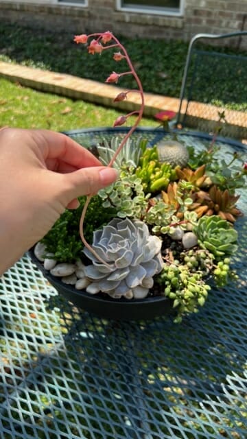 image of succulent arrangement on outdoor table with beautiful blooms