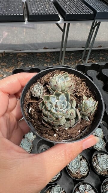unwatered succulent jeopardizing how long succulent will live