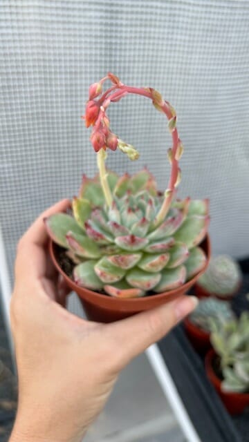 small green and pink potted succulent with flower blooming