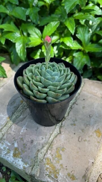 beautiful succulent in black pot with blooming pink flower