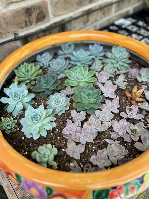 small replanted succulents in large pot extending how long it will live
