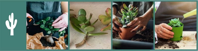 A close-up view process of a succulent leaf cutting being prepared for propagation, highlighting the delicate nature of the process.