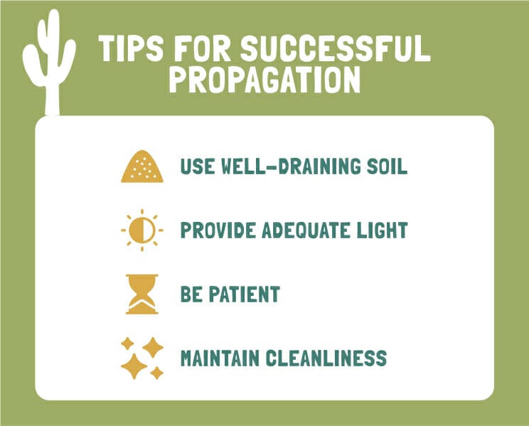 image text: Tips For Successful Propagation: Use Well-Draining Soil, Provide Adequate Light, Be Patient, Maintain Cleanliness.